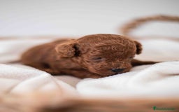 Caniche Toy perros en venta: Caniche toy macho rojo - Imagen 3