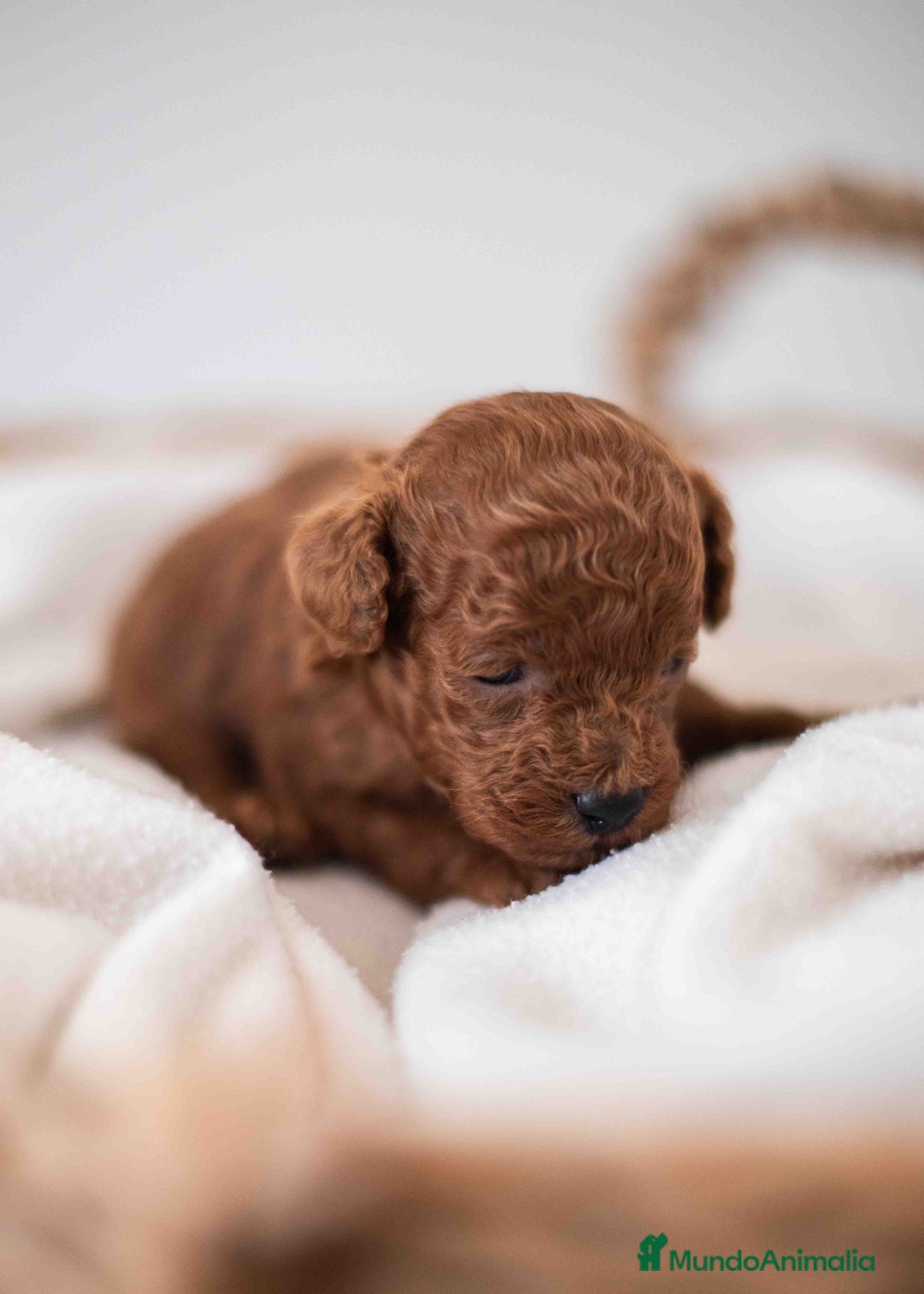 Caniche Toy perros en venta: Caniche toy macho rojo - Imagen 3