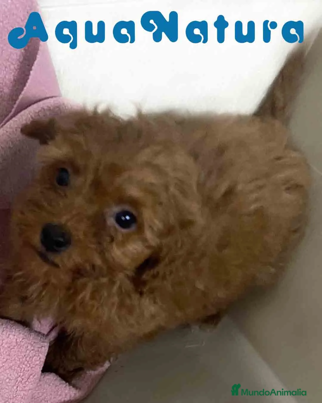 Caniche Toy perros en venta: Caniche Hembra de Bella y Can 2 AQUANATURA - Anuncio 3