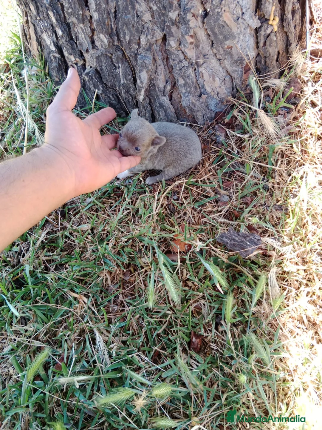 Chihuahua perros en venta: Chihuhua macho blue - Anuncio 2