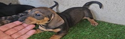 Teckel perros en venta: Teckel mini pelo corto en Cáceres - Anuncio 3