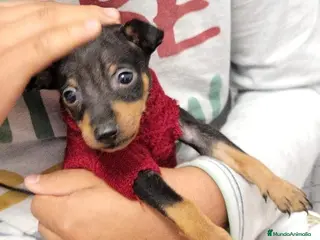 Pinscher Miniatura perros Pincher miniatura - Anuncio 4