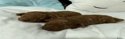 Caniche Toy perros en venta: Nueva camada de caniche Toy !!! - Anuncio 4