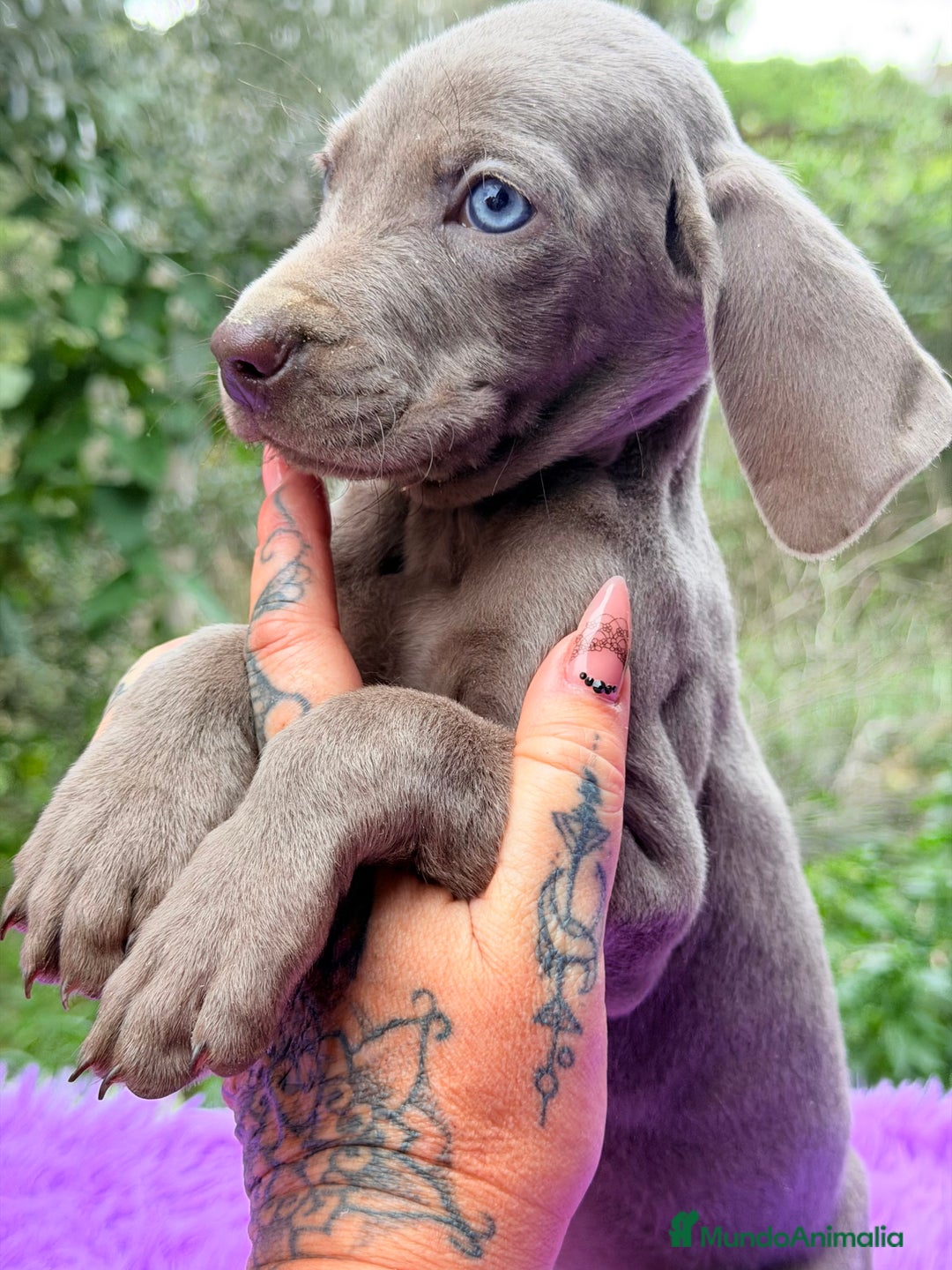 Weimaraner perros en venta: Braco de Weimar  - Anuncio 3