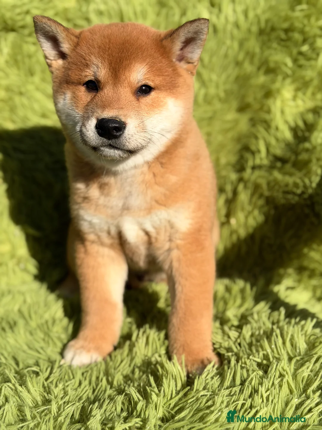 Shiba Inu perros en venta: Shiba Inu rojo  - Anuncio 4