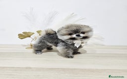 Pomerania perros en venta: POMERANIA HEMBRA - Imagen 1