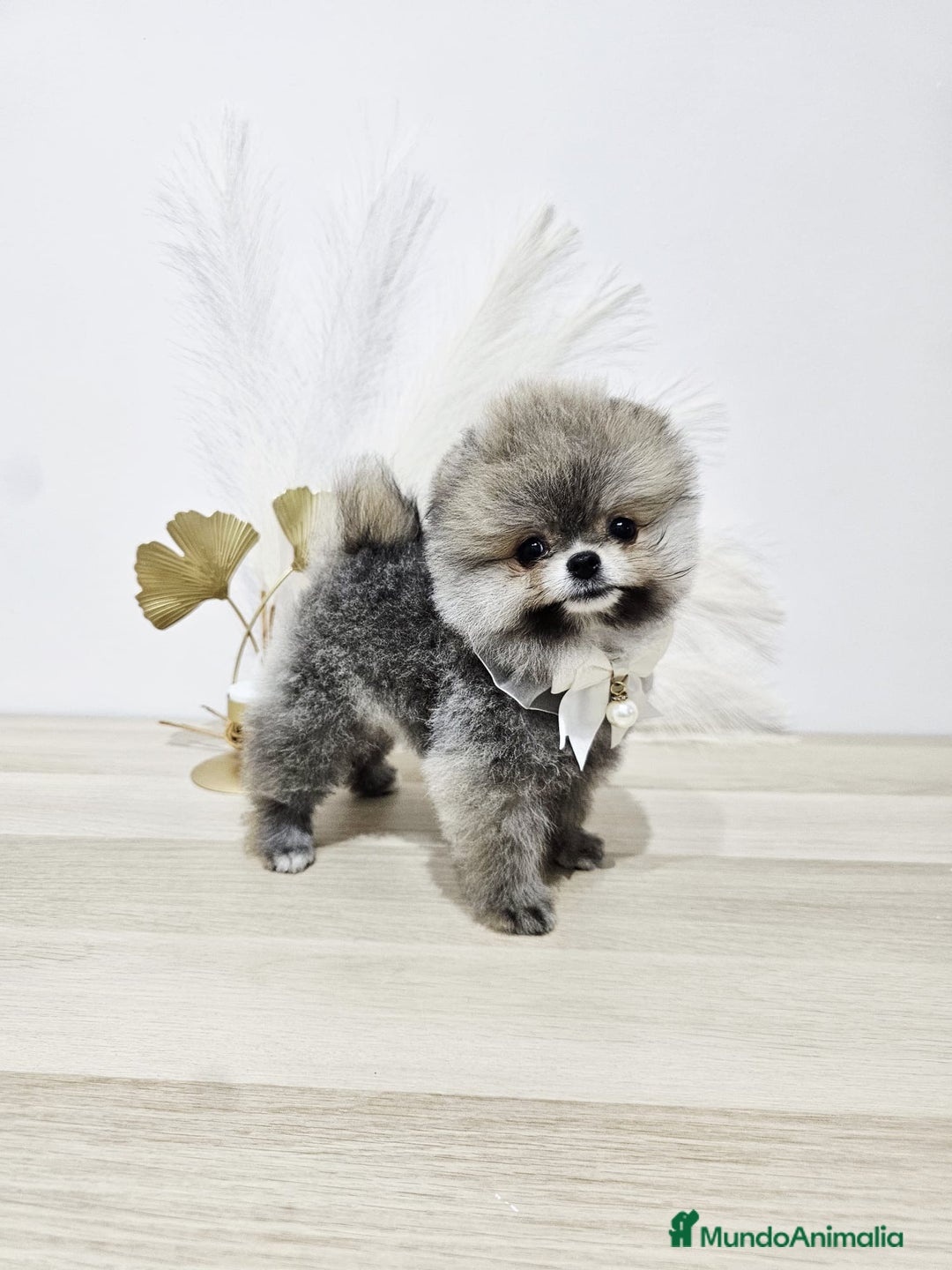 Pomerania perros en venta: POMERANIA HEMBRA - Imagen 1