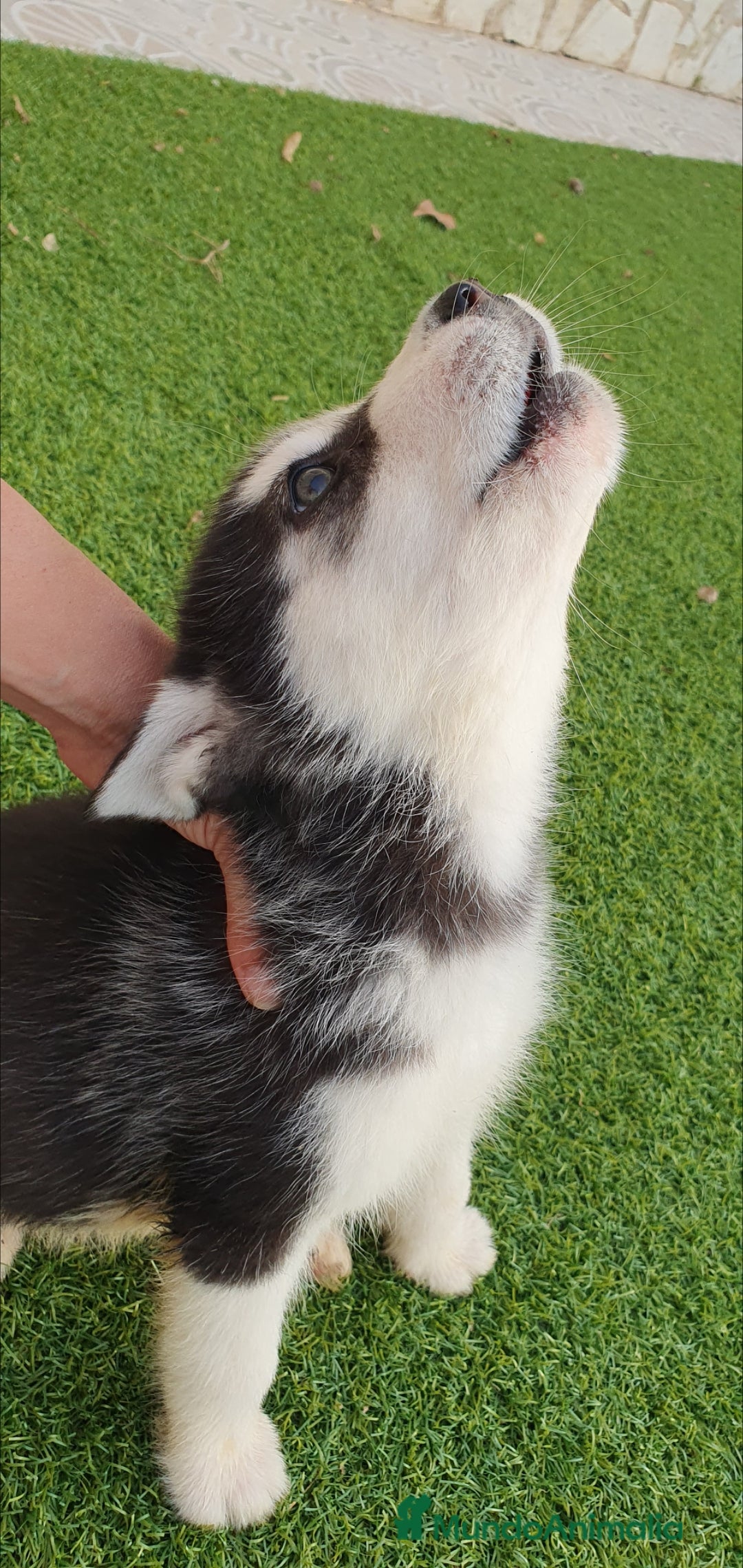 Husky Siberiano perros en venta: Husky gris, negro y agouti  - Anuncio 7