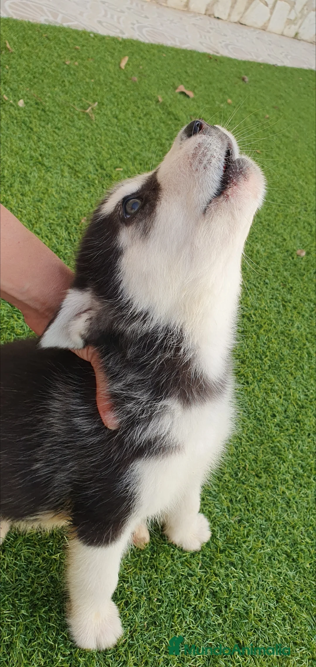 Husky Siberiano perros en venta: Huskys grises, negros y agouti  - Anuncio 7