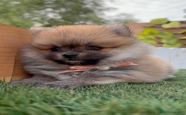 Pomerania perros - Anuncio 5