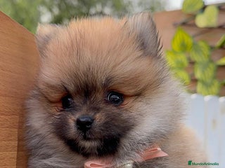 Pomerania perros - Anuncio 1