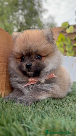 Pomerania perros - Anuncio 1