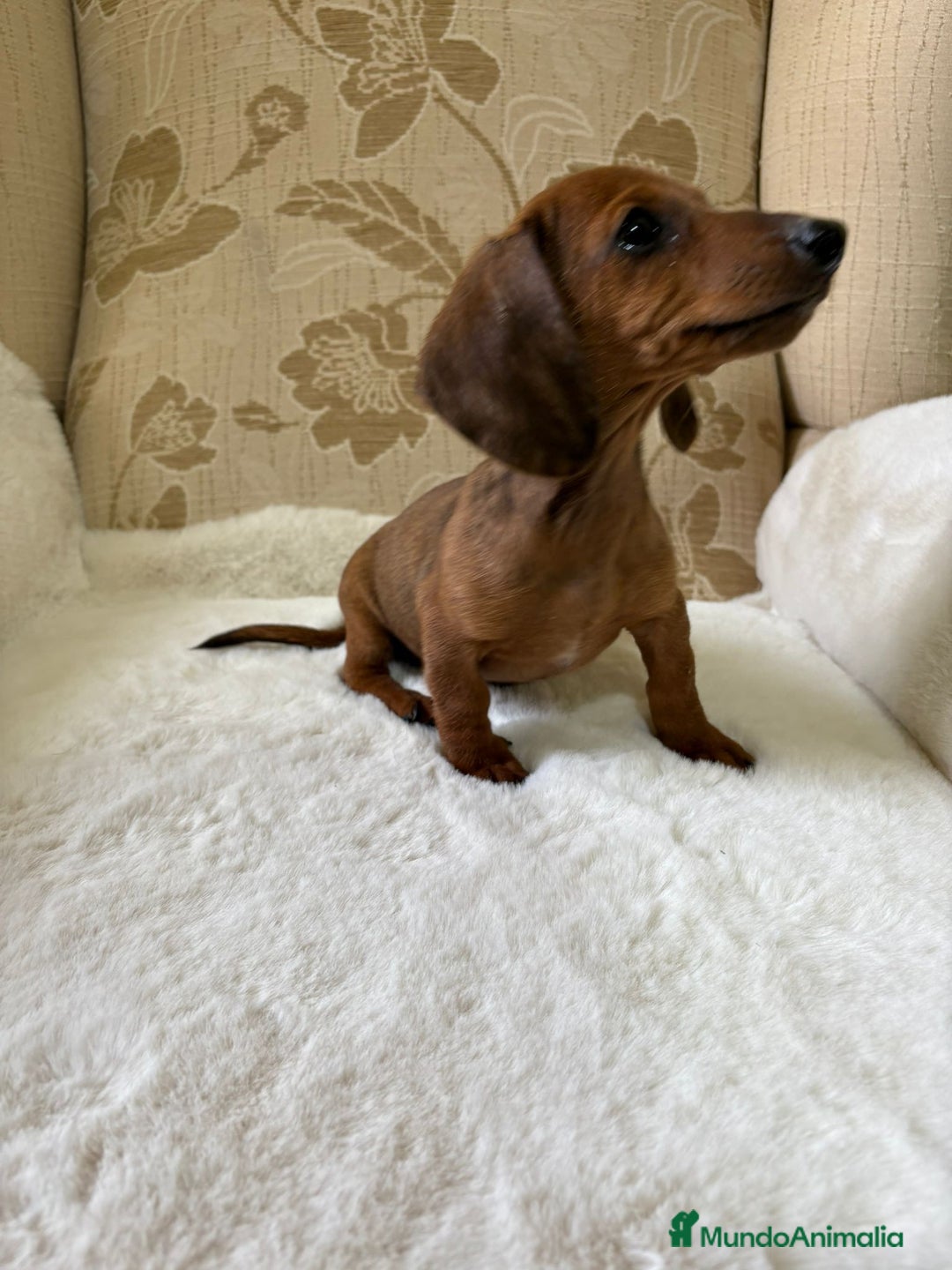 Teckel Miniatura perros en venta: Teckel kaninchen cachorro macho  - Imagen 2