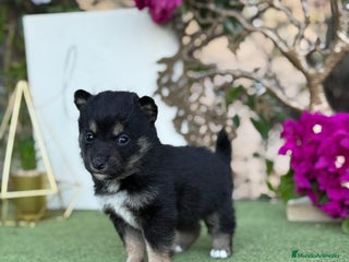 Shiba Inu perros - Anuncio 7