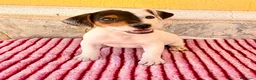 Jack Russell Terrier perros en venta: Jack Russell Terrier macho  - Anuncio 9