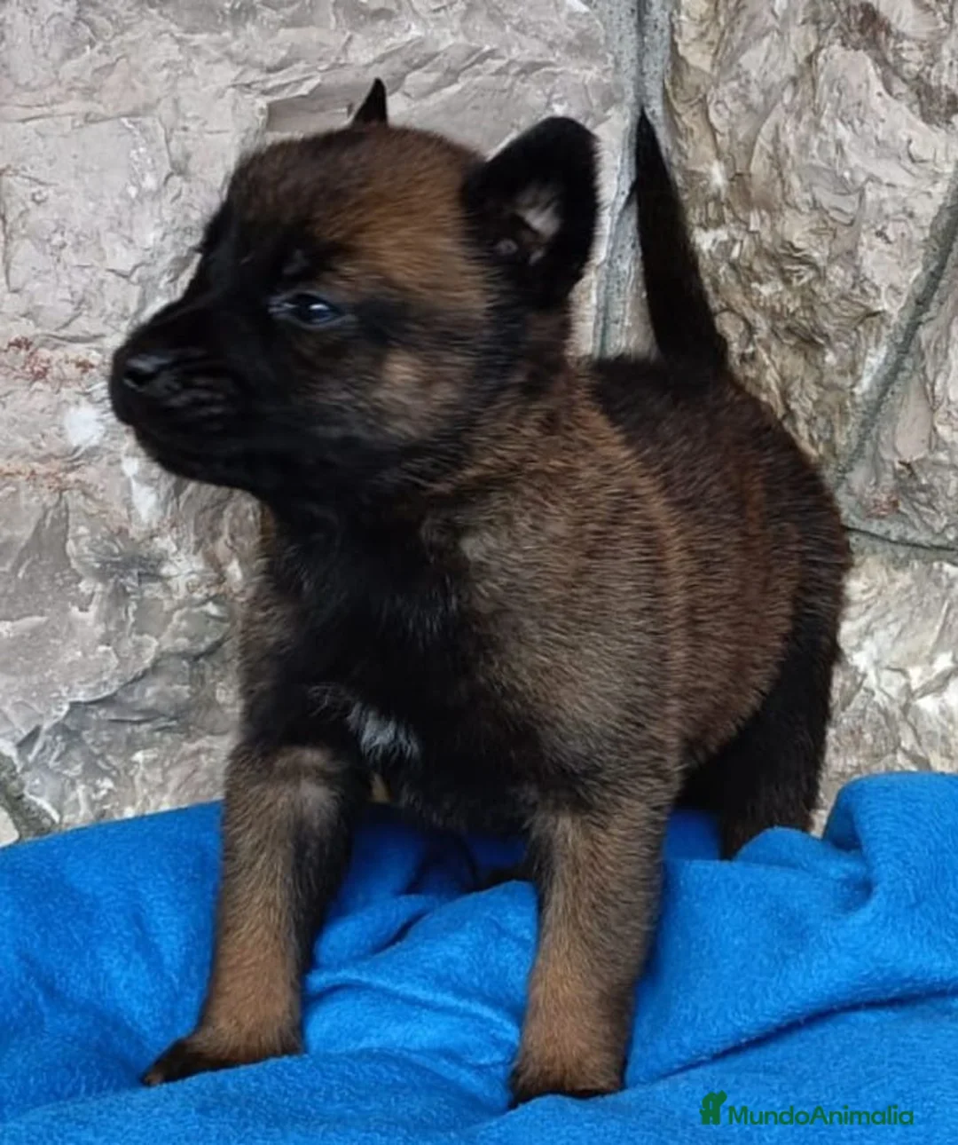 Pastor Belga Malinois perros en venta: Pastor belga malinois  en La Rioja - Anuncio 2