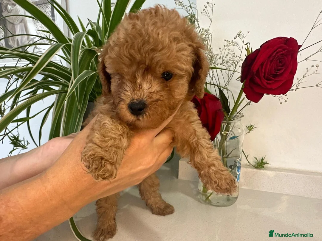 Caniche Toy perros en venta: Caniche Toy - Anuncio 1