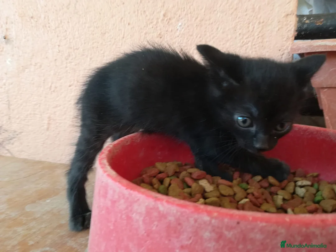 Bombay gatos en venta: GATITOS ESPECTACULARES en Madrid - Anuncio 7