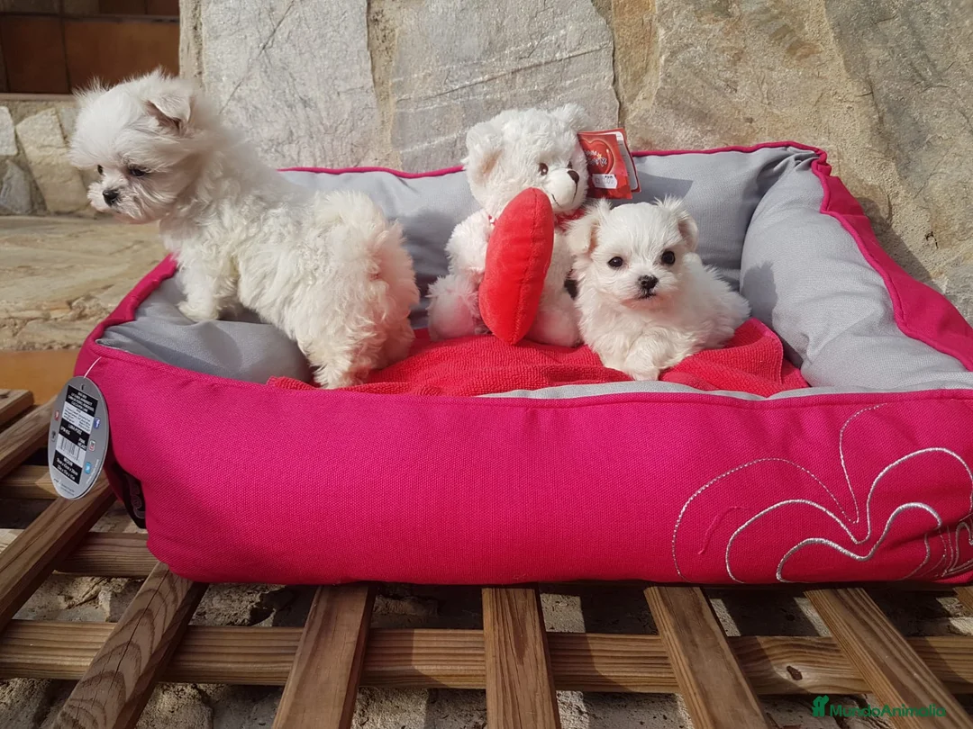 Bichón Maltés perros en venta: Cachorros de Bichón Maltés en Barcelona - Anuncio 6