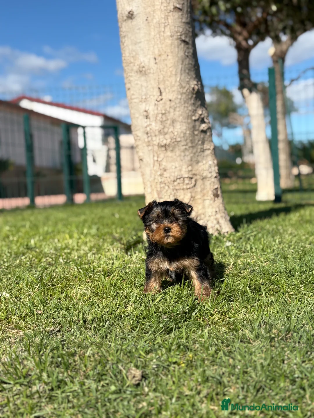Yorkshire Terrier perros en venta: Yorkshire - Anuncio 2