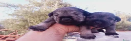 Schnauzer Miniatura perros en venta: Camada de Pepa Schnauzer - Anuncio 2