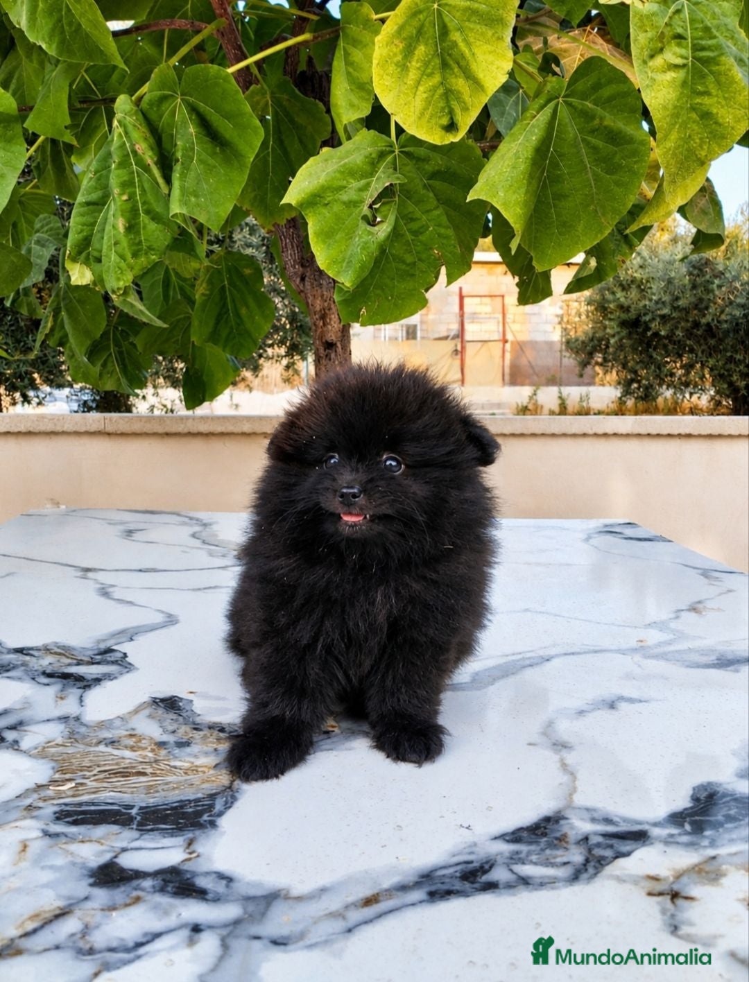 Pomerania perros Pomerania Toy - Anuncio 2