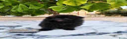 Pomerania perros en venta: Pomerania Toy - Anuncio 23