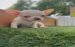 Chihuahua perros en venta: CHIHUAHUA HEMBRA BLANCA - Imagen 5
