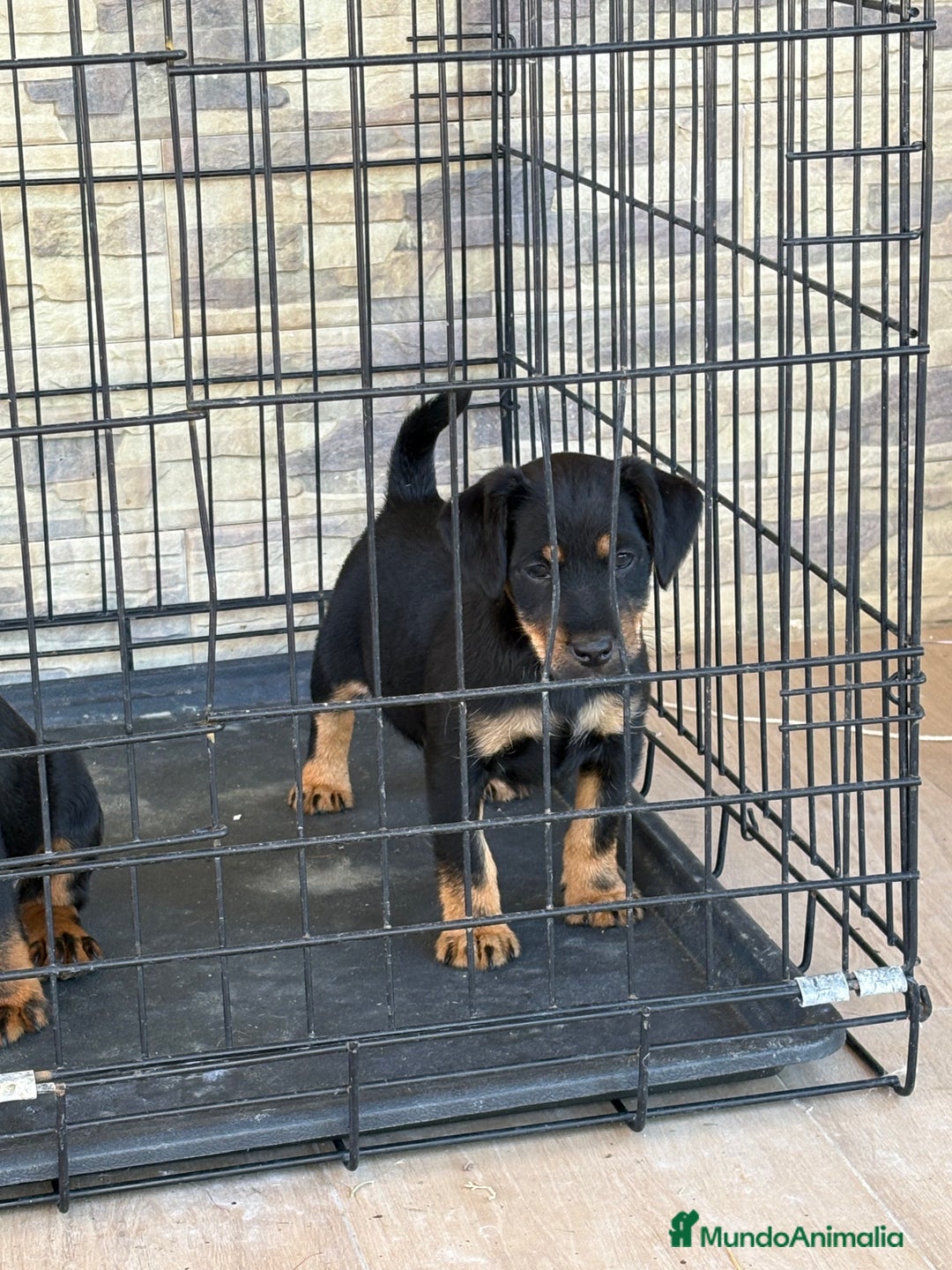 Terrier Alemán de Caza perros en venta: Cachorras Jagd terrier  - Anuncio 5