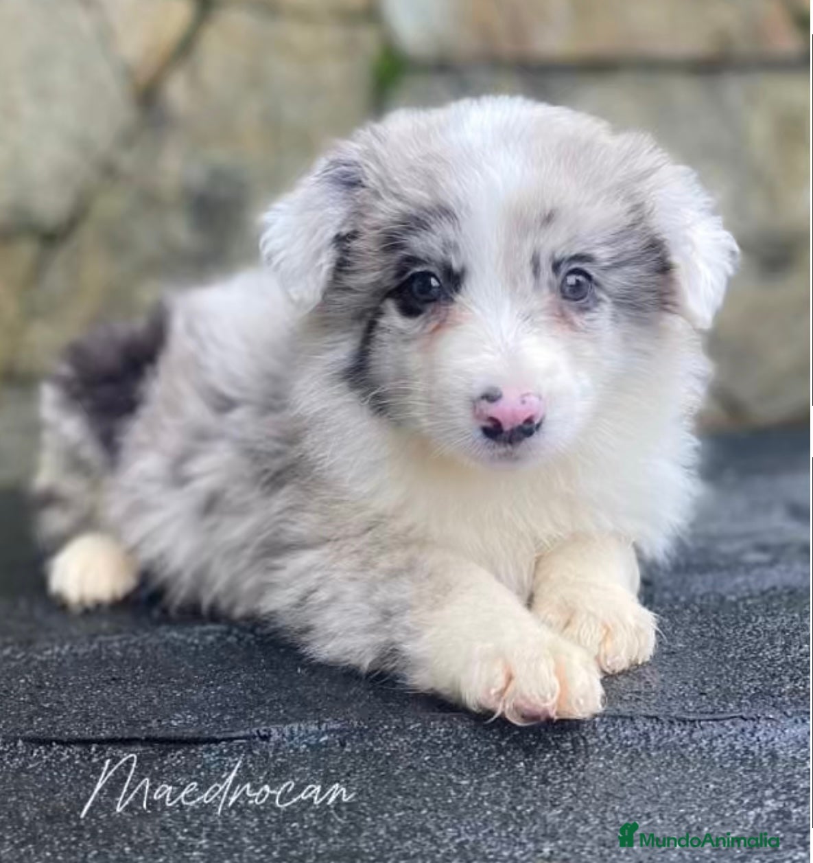 Border Collie perros Border collie Merle - Anuncio 1