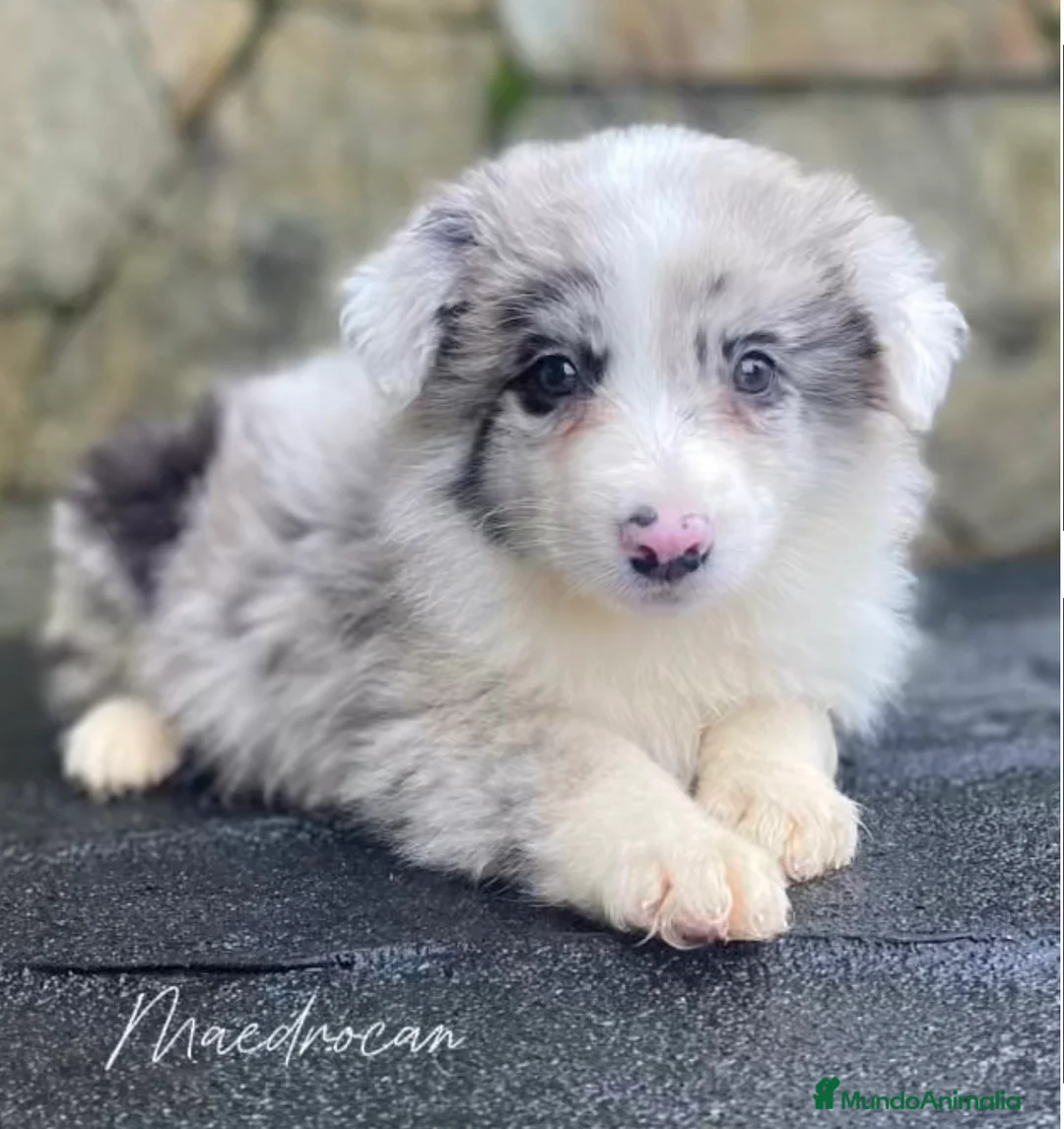 Border Collie perros en venta: Border collie Merle - Anuncio 1