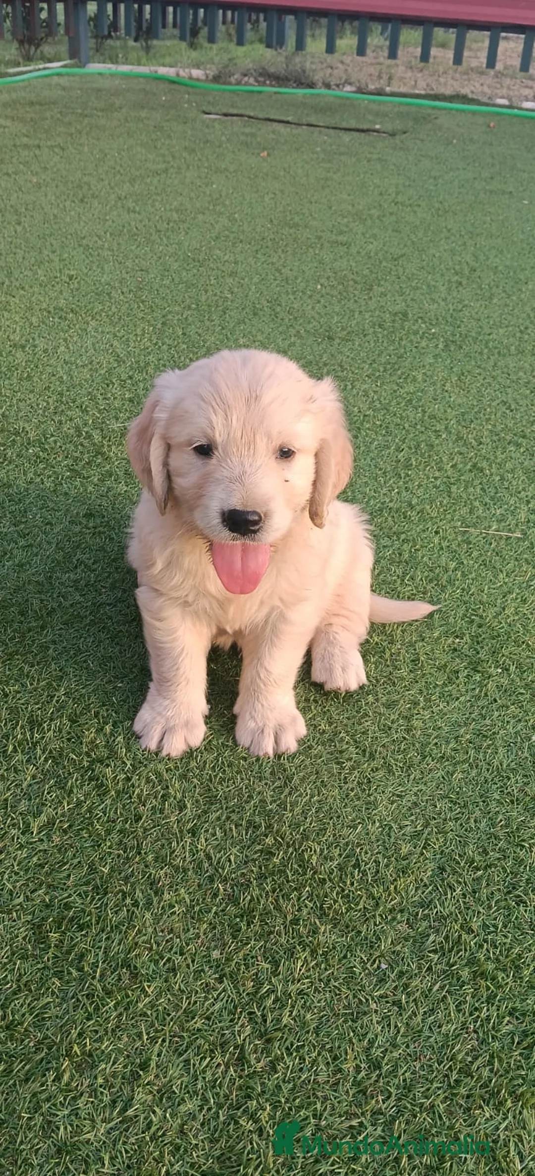 Golden Retriever perros en venta: Golden retriever  - Anuncio 7