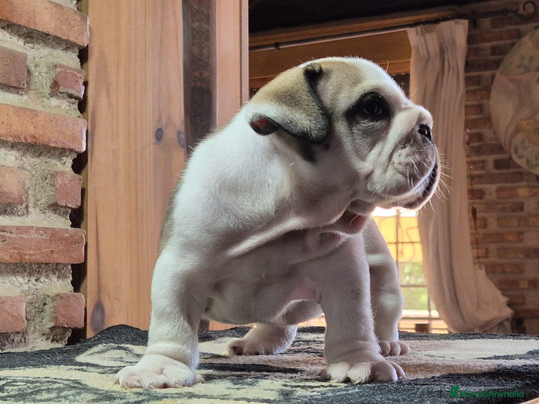 Bulldog Inglés perros en venta: Cachorro bulldog ingles  - Imagen 4