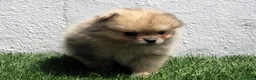 Pomerania perros en venta: Pomerania - Anuncio 4