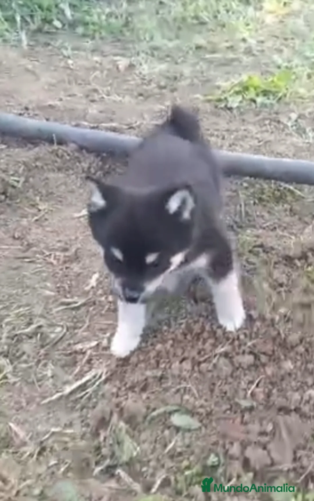 Pomsky perros en venta: POMSKY HEMBRA - Anuncio 3