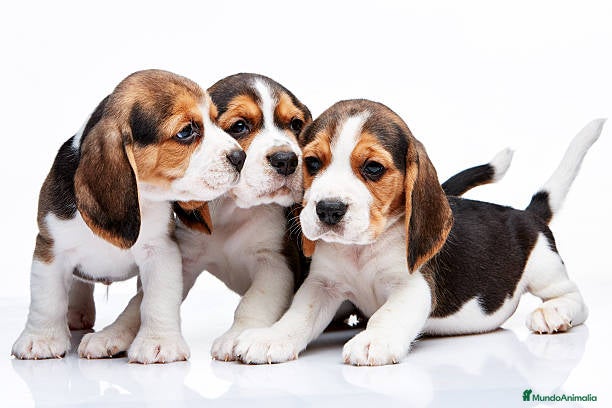 Beagle perros BEAGLE MALAGA  en Ciudad Real - Anuncio 2