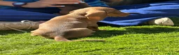 Teckel Miniatura perros en venta: Teckel miniatura color caramelo - Anuncio 5