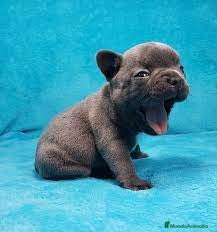 Bulldog Francés perros BULLDOG FRANCÉS - Anuncio 1