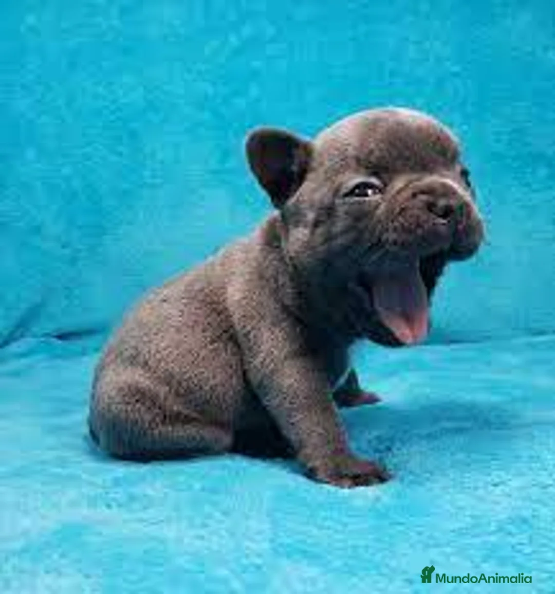 Bulldog Francés perros en venta: BULLDOG FRANCÉS - Anuncio 1