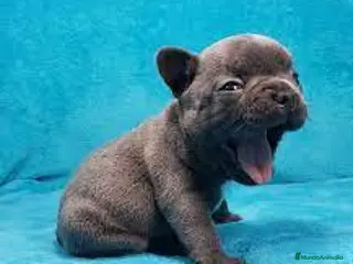 Bulldog Francés perros BULLDOG FRANCÉS - Anuncio 6