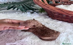 Caniche Toy perros en venta: CANICHE TOY MACHO - Imagen 3