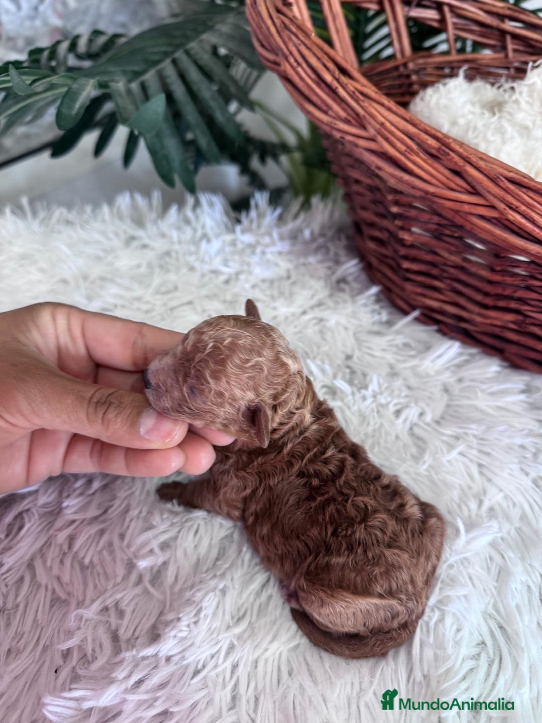 Caniche Toy perros en venta: CANICHE TOY MACHO - Imagen 3