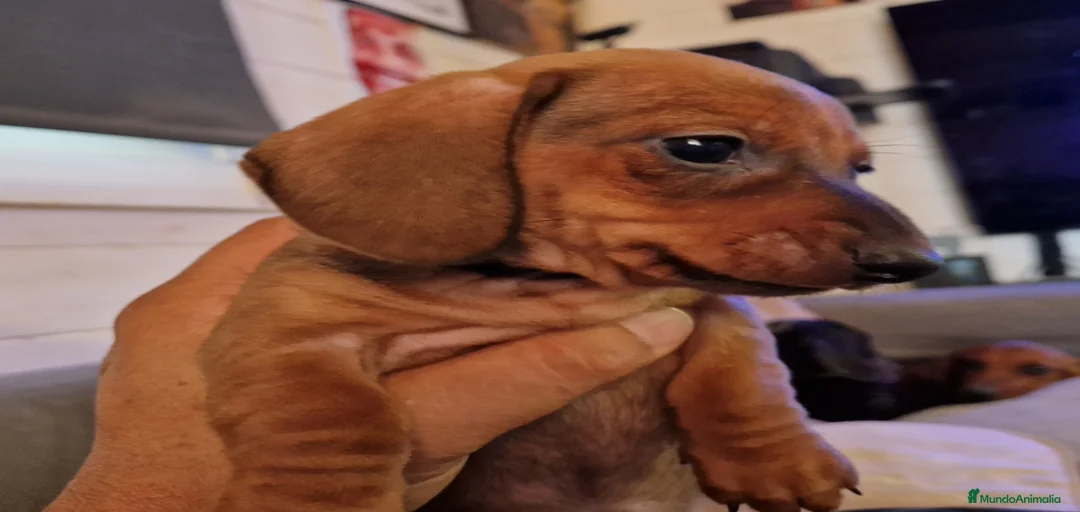 Imagen de galería {{count}}