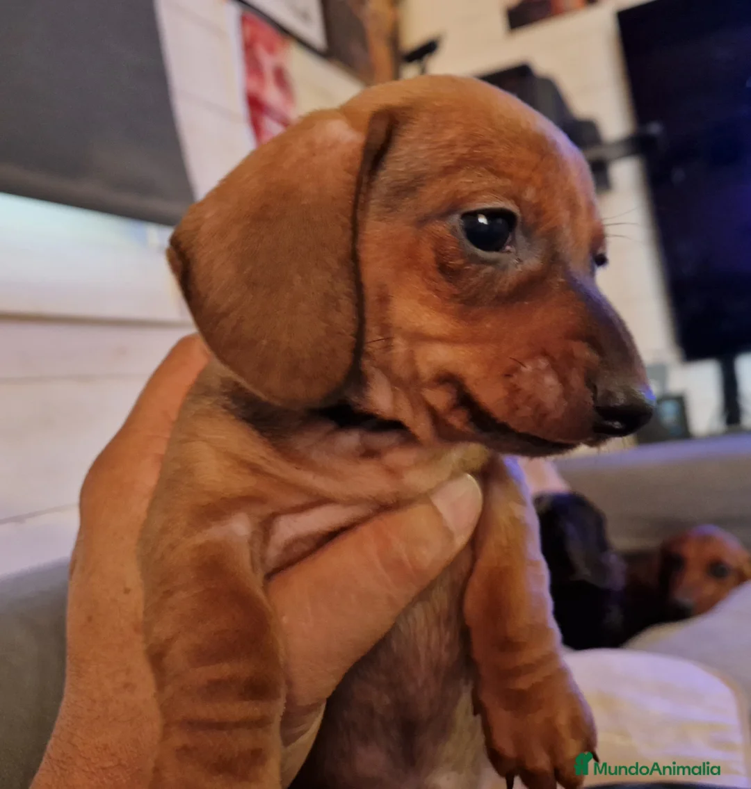 Imagen de galería {{count}}