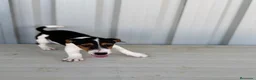 Jack Russell Terrier perros en venta: Disponible Macho de Jack Russell  - Anuncio 10