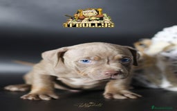 American Bully perros en venta: Cachorros American Bully tricolor lilac - Imagen 7