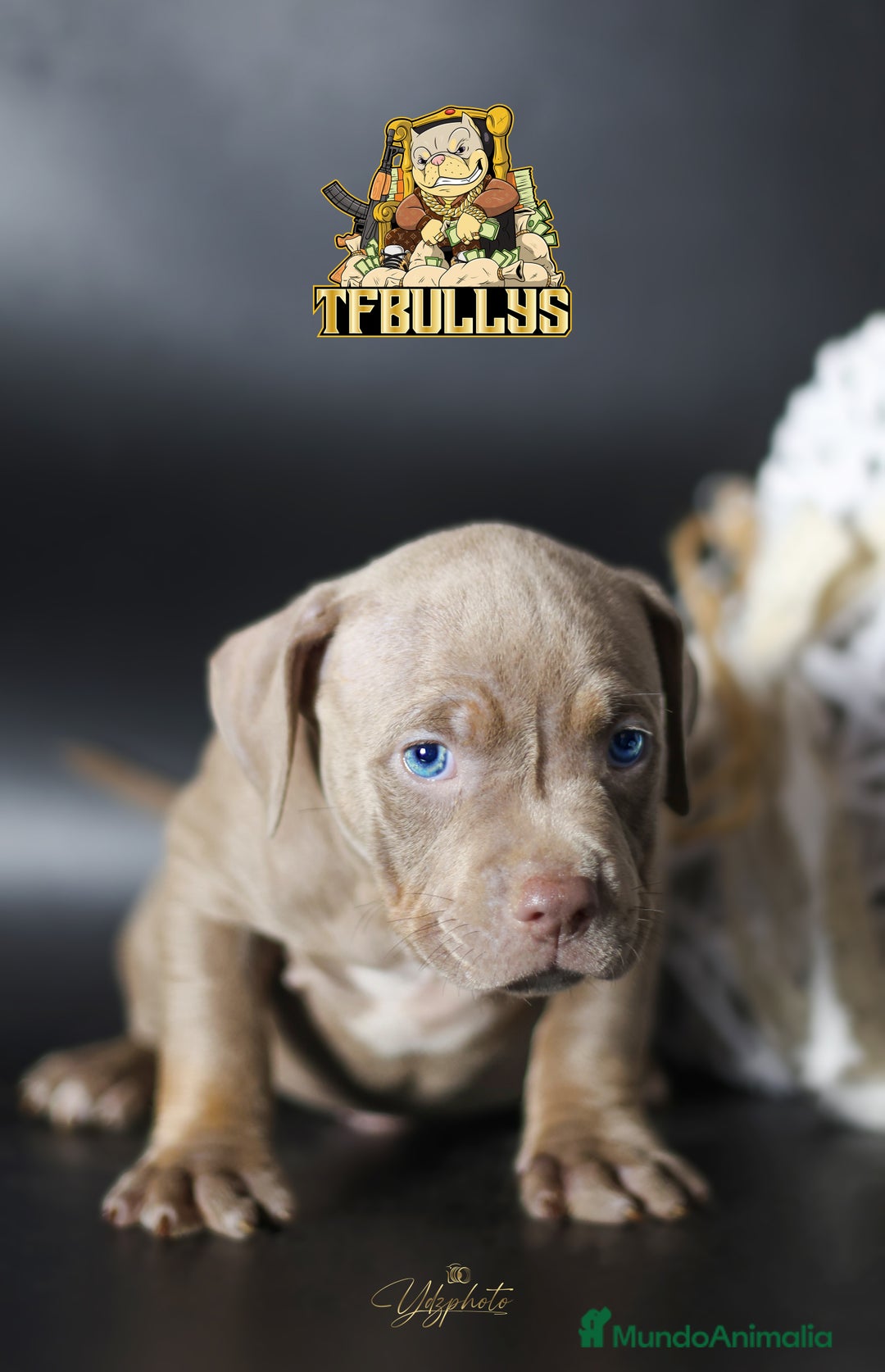 American Bully perros en venta: Cachorros American Bully tricolor lilac - Imagen 7