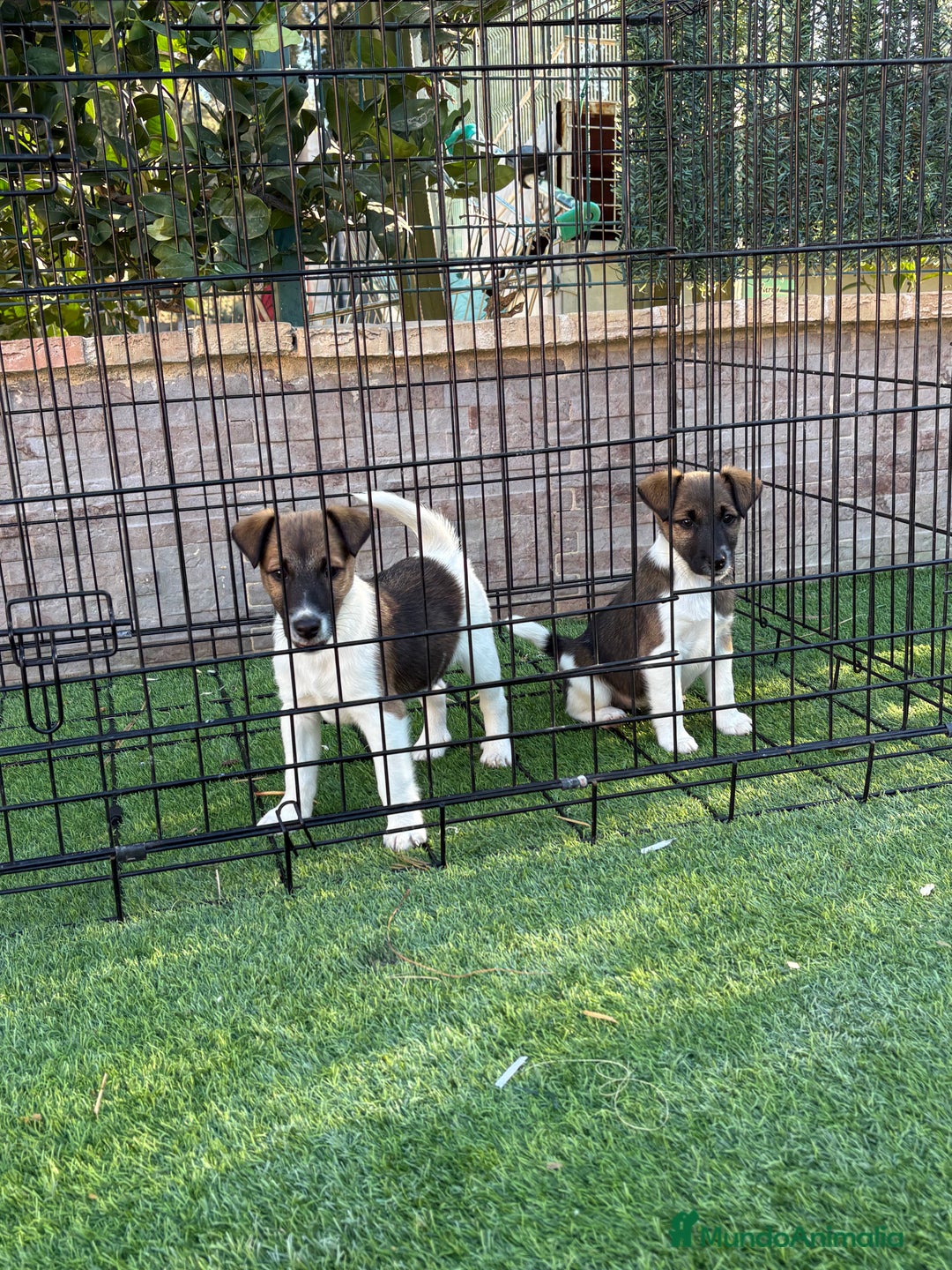 Fox Terrier de Pelo Liso perros en venta: Disponible cachorros fox terrier pelo liso - Anuncio 4
