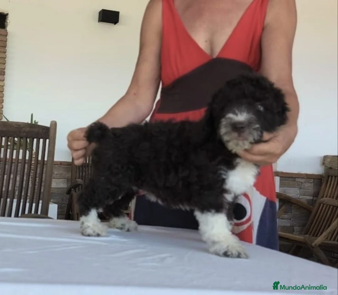 Perro de Agua Español perros en venta: Perros de agua  - Anuncio 2