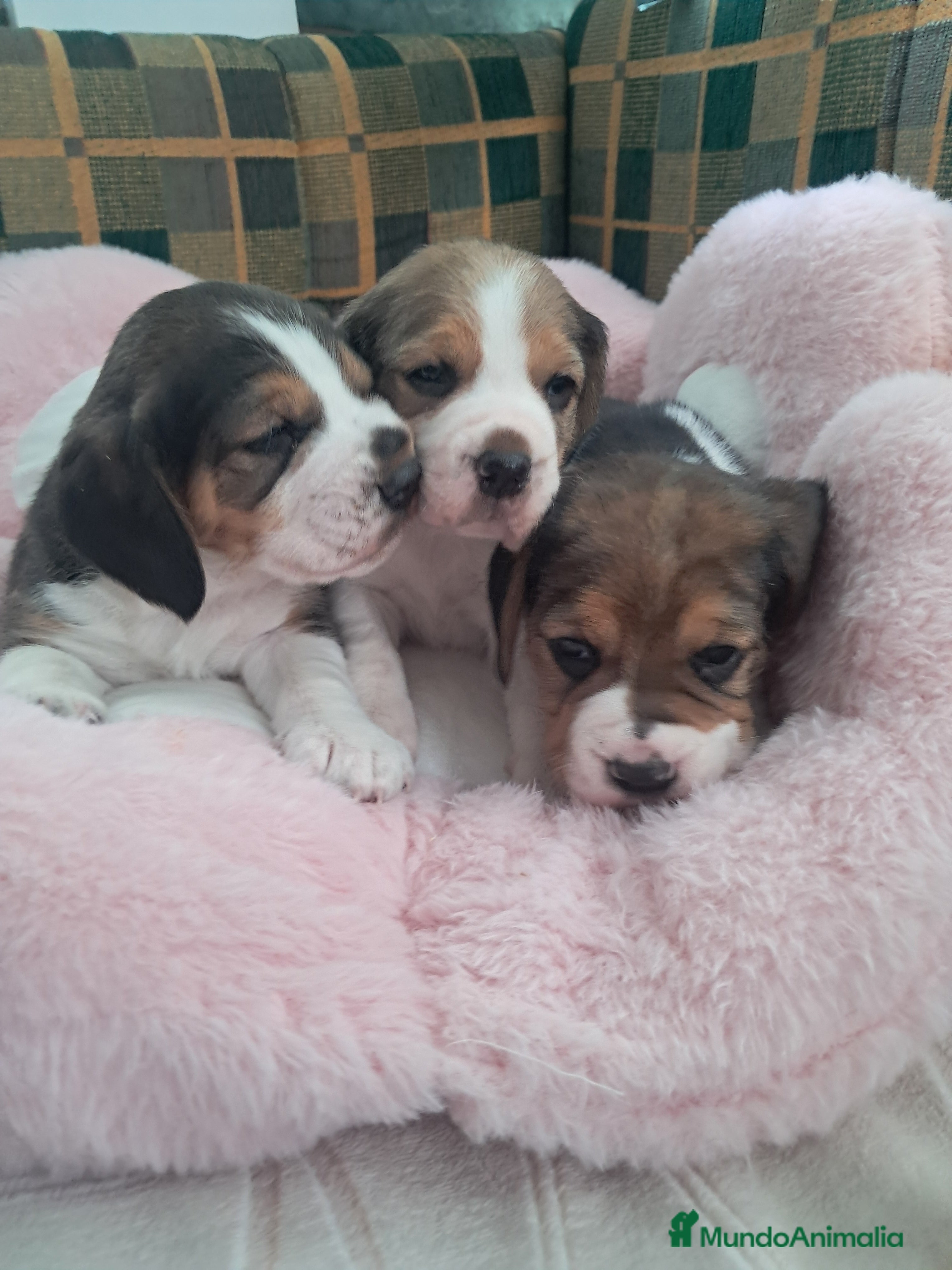 Beagle perros Bebés Beagles  - Anuncio 2